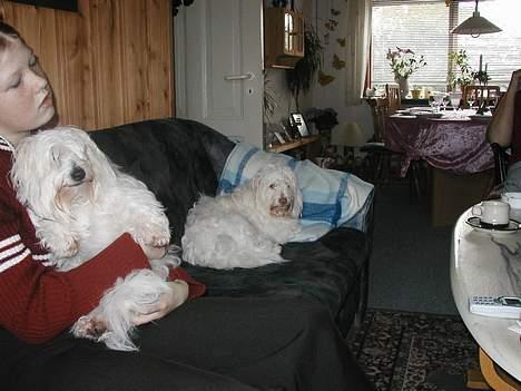 Coton de tulear Maja - Ja vil da gerne hygge billede 2