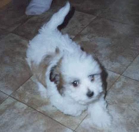 Coton de tulear Moby - Moby som hvalp billede 1