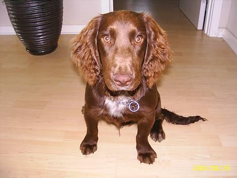 Field Trial spaniel Rocco - Er jeg ikke dejlig? billede 1