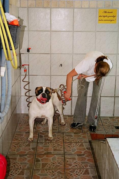 Amerikansk bulldog Zorro - skal lige til at svømme billede 9