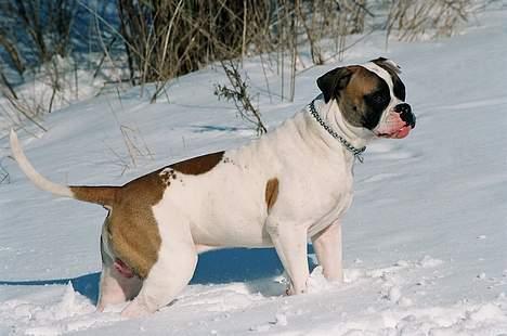 Amerikansk bulldog Zorro - dejligt med sne , jeg elsker det billede 10