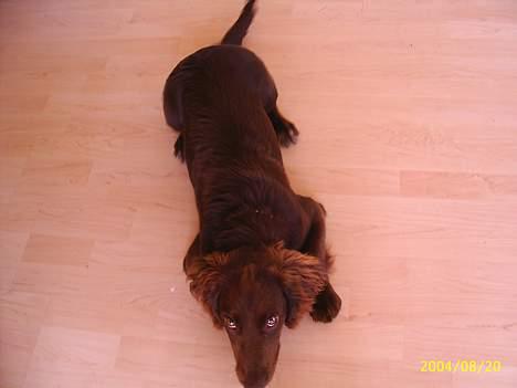 Field Trial spaniel Rocco - Vil du lege lidt? billede 2