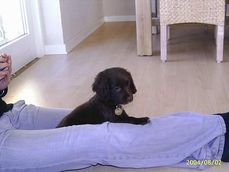 Field Trial spaniel Rocco - Puha, hvor er verden dog stor! billede 3