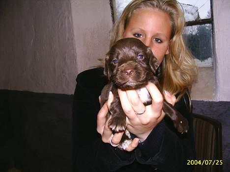 Field Trial spaniel Rocco - Her er jeg kun 6 uger... billede 4