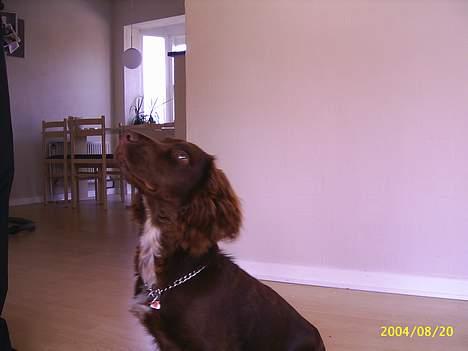 Field Trial spaniel Rocco - Mor har vist noget til mig... billede 5