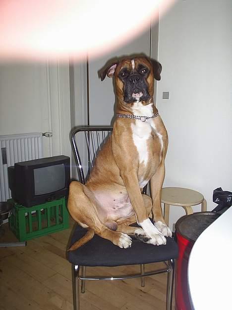 Amerikansk bulldog kian sov ind den 15/4 -10 - kian eller bisse som jeg osse kalder ham  billede 1