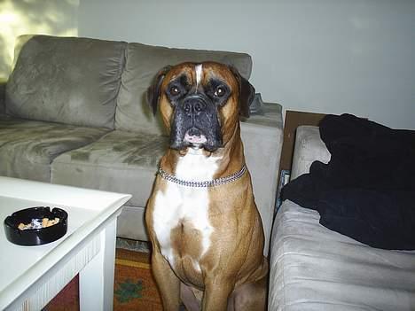 Amerikansk bulldog kian sov ind den 15/4 -10 - flot fyr ik billede 2