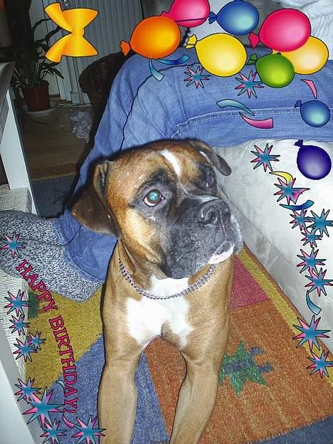 Amerikansk bulldog kian sov ind den 15/4 -10 - og han lave babyer ...der er faktisk et par af dem herinde ... billede 3