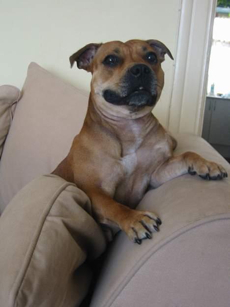 Staffordshire bull terrier Bailey - Det er min sofa ! billede 11