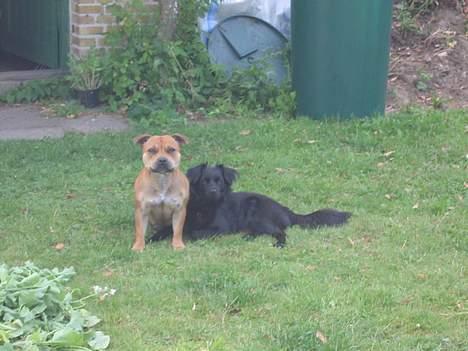 Staffordshire bull terrier Bailey - Bailey m hendes ´kæreste´ igennem 3 år !! Han hedder Speedy og er fra Grækenland billede 12