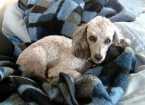 Dværgpuddel lunte - nu er jeg blevet klippet,,,,,,,,,og det er mig lunte billede 15