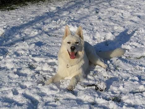 Hvid schæfer Baloo billede 1