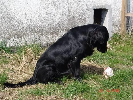Flat coated retriever Tinke - Tinkes fødselsdags gave! billede 4