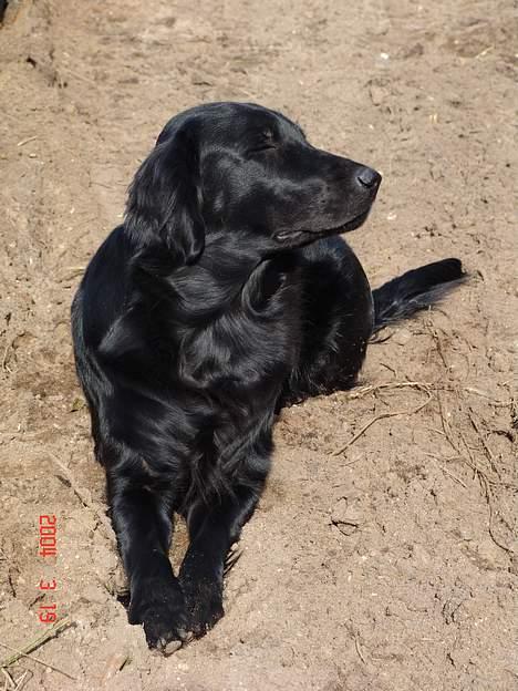 Flat coated retriever Tinke billede 5
