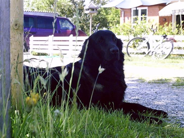 Flat coated retriever Tinke - Tinke  i skyggen, en varm sommerdag billede 6