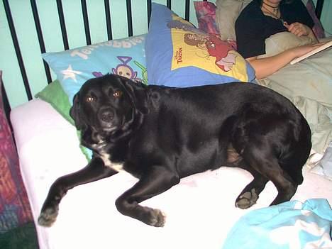 Labrador retriever Timmo - Ørj... hvor higgeligt.... billede 9