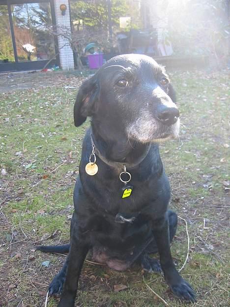 Labrador retriever Fie...(DØD:(  - Lille Fie skaat billede 1