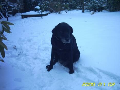 Labrador retriever Fie...(DØD:(  - i vinteres billede 2