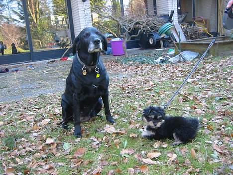 Labrador retriever Fie...(DØD:(  - Mig og Bella......hihi billede 3