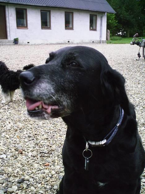Labrador retriever Fie...(DØD:(  - Putte høner! billede 4