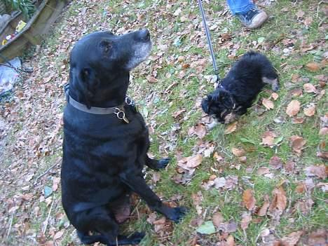 Labrador retriever Fie...(DØD:(  - Bella og Fie.. billede 6