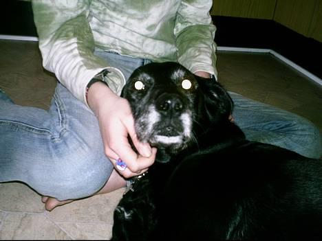 Labrador retriever Fie...(DØD:(  - da jeg var henne og sige farvel. . . .  billede 7