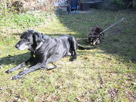 Labrador retriever Fie...(DØD:(  - Dejlig sol?! billede 8