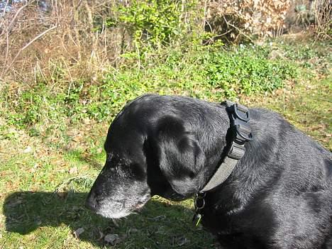 Labrador retriever Fie...(DØD:(  - Lille Fie billede 9