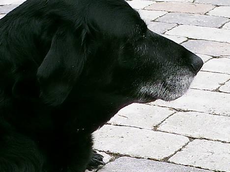 Labrador retriever Fie...(DØD:(  - hvor er jeg smuk...ik billede 11