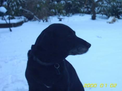 Labrador retriever Fie...(DØD:(  - fie billede 12
