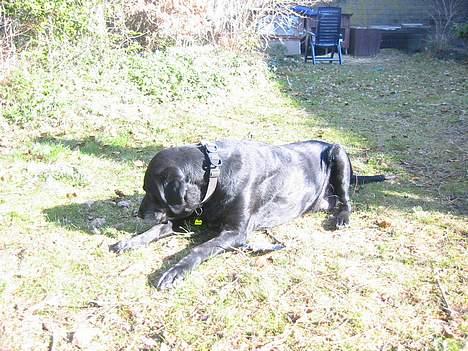 Labrador retriever Fie...(DØD:(  - Fie tager sol! (hvornår begynder jeg at blive brun?) billede 13