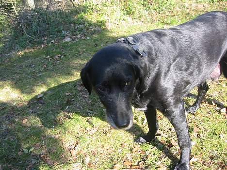 Labrador retriever Fie...(DØD:(  - Tøsen! billede 14