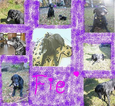 Labrador retriever Fie...(DØD:(  - Fie tøzen billede 15