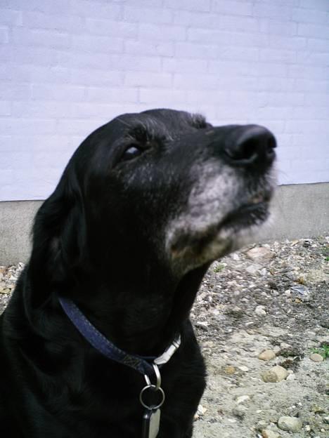 Labrador retriever Fie...(DØD:(  - er jeg ik fin billede 16