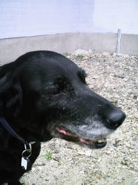 Labrador retriever Fie...(DØD:(  - er jeg ik fin...? billede 17