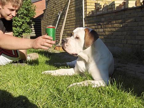 Blanding af racer Nalla 5/11 - Øl hunden Nalla;o) billede 20