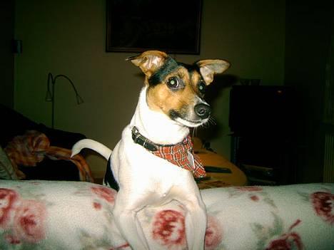 Dansk svensk gaardhund Bonnie<3.. - "Hva Så bonnie" billede 10