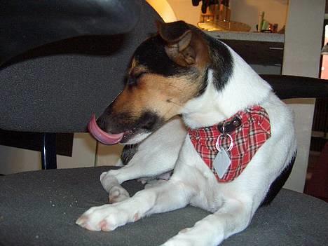 Dansk svensk gaardhund Bonnie<3.. - *nam nam* billede 12