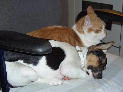 Dansk svensk gaardhund Bonnie<3.. - ligger sammen med vores mis charlie <3søskende Kærlighed<3 billede 13