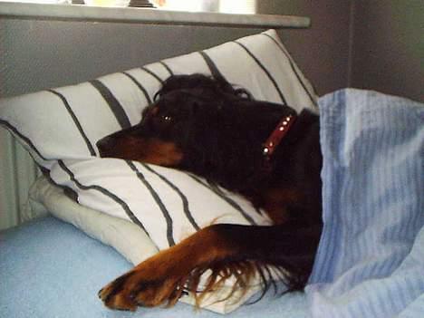 Gordon setter Fiona (Fie) *død*  - der er ikke noget bedre end mors seng.... billede 14