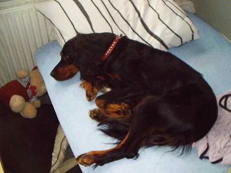 Gordon setter Fiona (Fie) *død*  - uhhh.. hvor er dynen henne billede 15