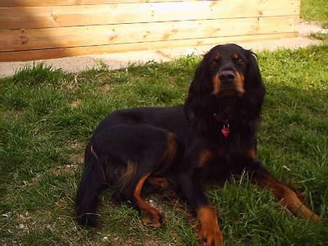 Gordon setter Fiona (Fie) *død*  billede 16