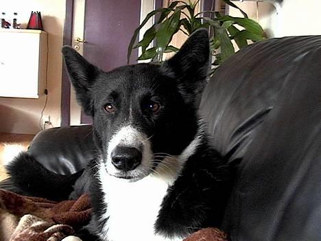 Karelsk bjørnehund Talli R.I.P 21 maj 2010 billede 7