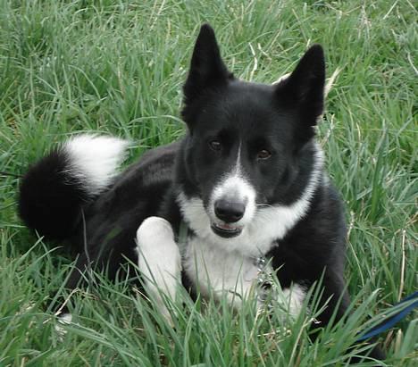 Karelsk bjørnehund Talli R.I.P 21 maj 2010 billede 8