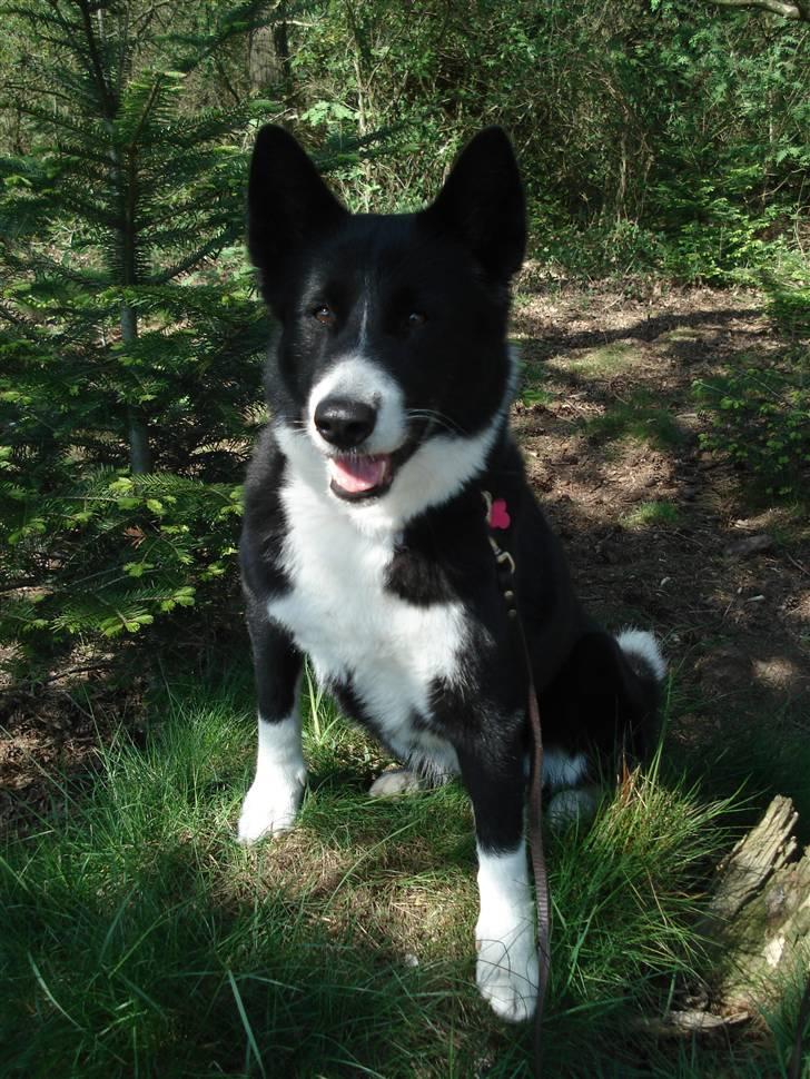 Karelsk bjørnehund Talli R.I.P 21 maj 2010 billede 9