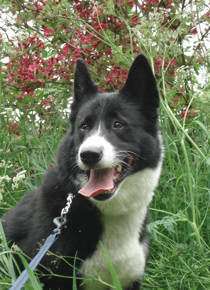 Karelsk bjørnehund Talli R.I.P 21 maj 2010 - Nyt billede 10