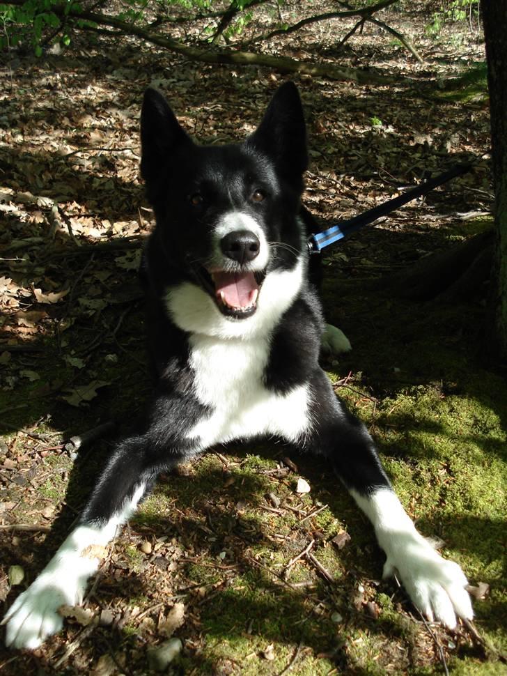 Karelsk bjørnehund Talli R.I.P 21 maj 2010 billede 11