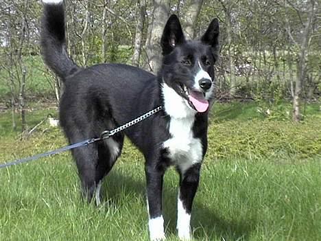 Karelsk bjørnehund Talli R.I.P 21 maj 2010 billede 12