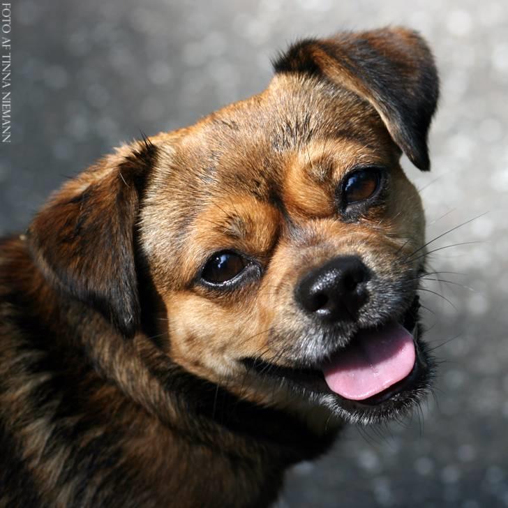 Blanding af racer Lilly - Lilly i Zoo billede 29