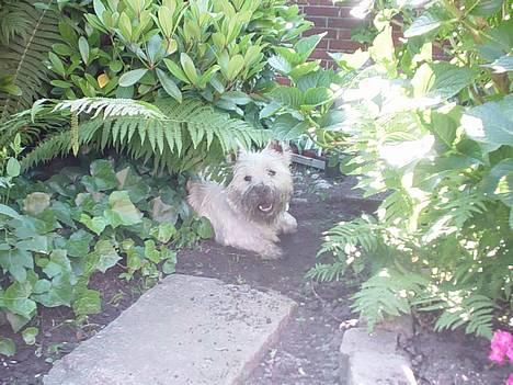 West highland white terrier Victor - Jeg elsker at grave i jord! billede 1